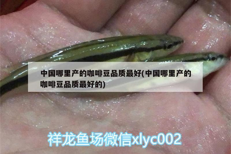 中國哪里產(chǎn)的咖啡豆品質(zhì)最好(中國哪里產(chǎn)的咖啡豆品質(zhì)最好的) 馬來西亞咖啡