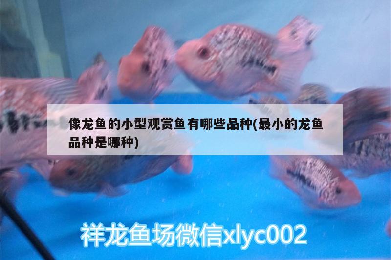 像龍魚(yú)的小型觀賞魚(yú)有哪些品種(最小的龍魚(yú)品種是哪種) 小型觀賞魚(yú)