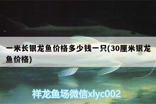 一米長銀龍魚價(jià)格多少錢一只(30厘米銀龍魚價(jià)格) 銀龍魚百科