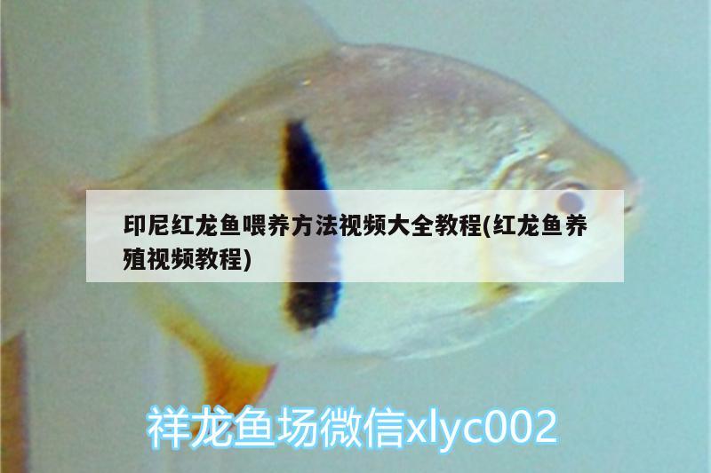 印尼紅龍魚喂養(yǎng)方法視頻大全教程(紅龍魚養(yǎng)殖視頻教程) 印尼紅龍魚