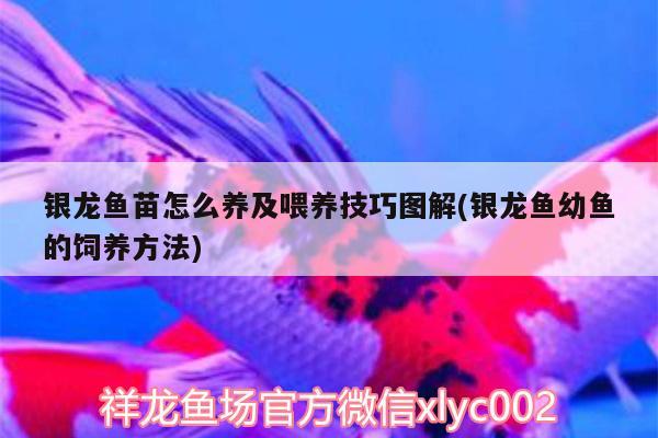 銀龍魚苗怎么養(yǎng)及喂養(yǎng)技巧圖解(銀龍魚幼魚的飼養(yǎng)方法)