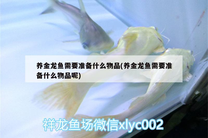 養(yǎng)金龍魚需要準(zhǔn)備什么物品(養(yǎng)金龍魚需要準(zhǔn)備什么物品呢)