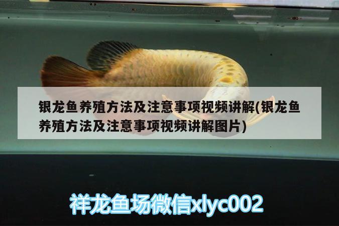 銀龍魚養(yǎng)殖方法及注意事項(xiàng)視頻講解(銀龍魚養(yǎng)殖方法及注意事項(xiàng)視頻講解圖片) 銀龍魚百科