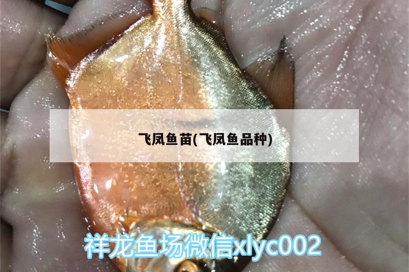 飛鳳魚苗(飛鳳魚品種)