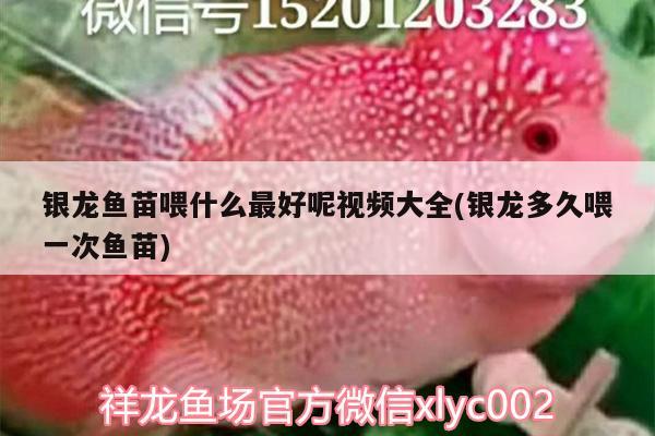 銀龍魚苗喂什么最好呢視頻大全(銀龍多久喂一次魚苗) 銀龍魚