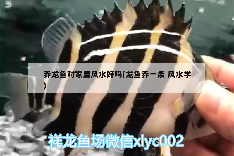 養(yǎng)龍魚對家里風水好嗎(龍魚養(yǎng)一條風水學) 魚缸風水 第1張