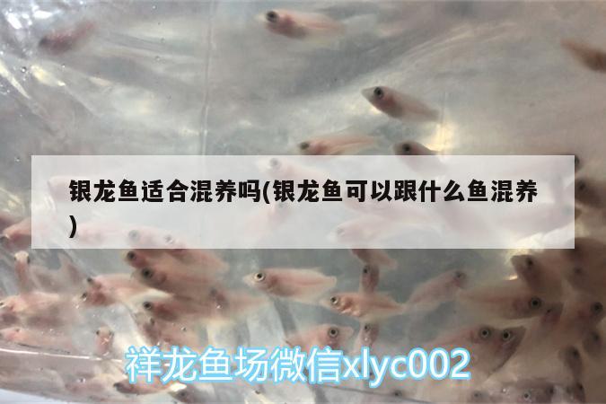 銀龍魚適合混養(yǎng)嗎(銀龍魚可以跟什么魚混養(yǎng))