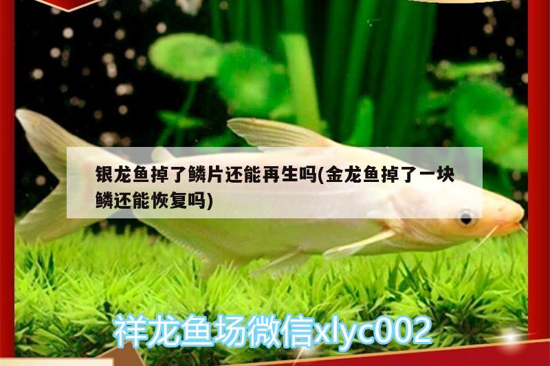 銀龍魚掉了鱗片還能再生嗎(金龍魚掉了一塊鱗還能恢復(fù)嗎)