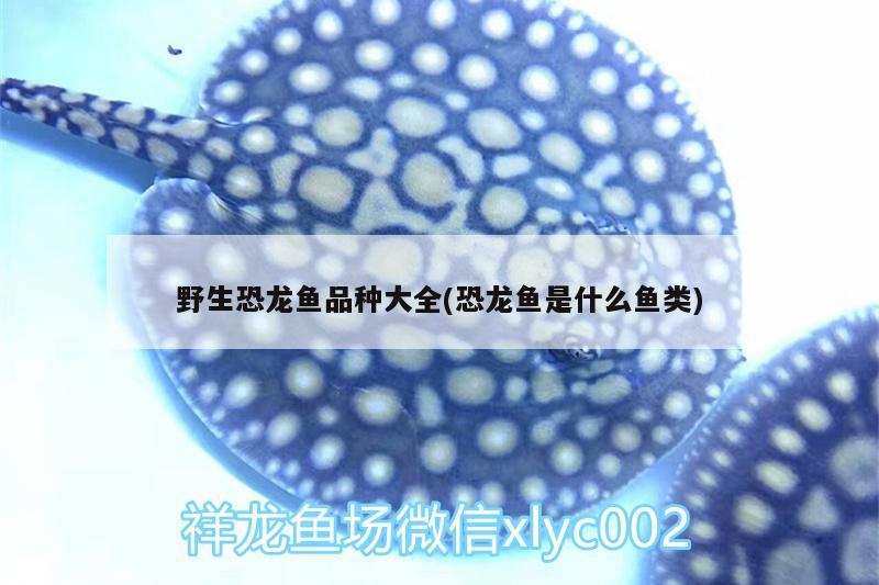 野生恐龍魚(yú)品種大全(恐龍魚(yú)是什么魚(yú)類) 祥龍水族濾材/器材