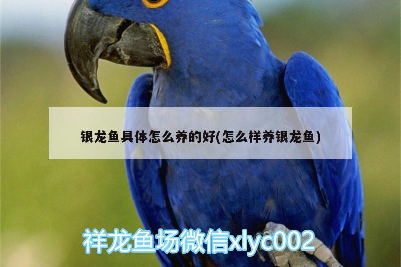 銀龍魚具體怎么養(yǎng)的好(怎么樣養(yǎng)銀龍魚) 銀龍魚