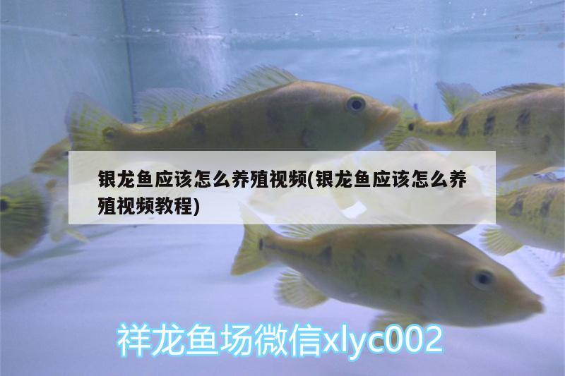 銀龍魚(yú)應(yīng)該怎么養(yǎng)殖視頻(銀龍魚(yú)應(yīng)該怎么養(yǎng)殖視頻教程)