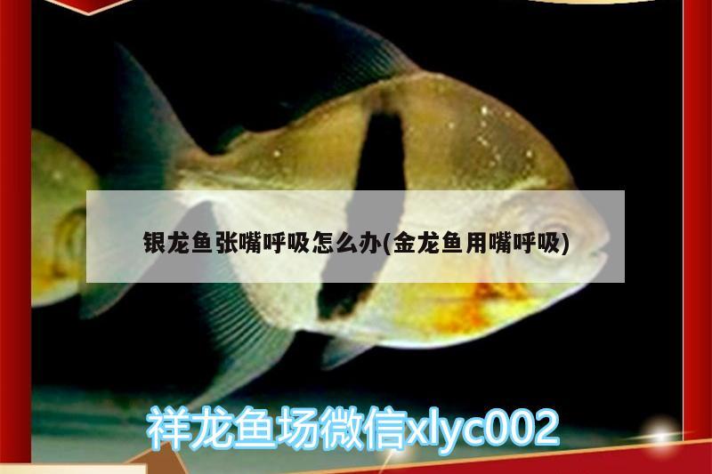 銀龍魚張嘴呼吸怎么辦(金龍魚用嘴呼吸) 銀龍魚百科