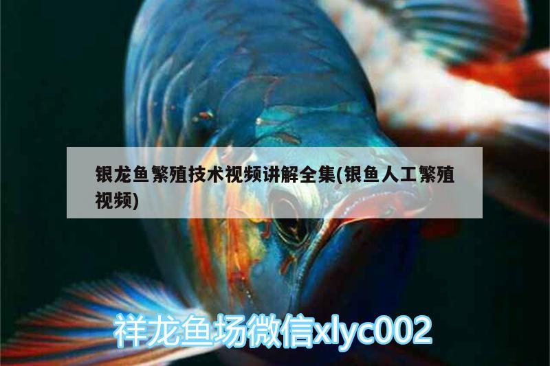 銀龍魚繁殖技術(shù)視頻講解全集(銀魚人工繁殖視頻) 銀龍魚百科