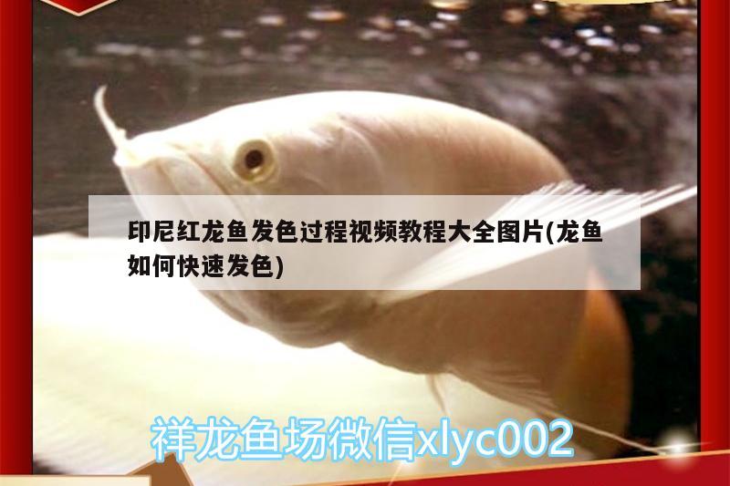 印尼紅龍魚(yú)發(fā)色過(guò)程視頻教程大全圖片(龍魚(yú)如何快速發(fā)色)