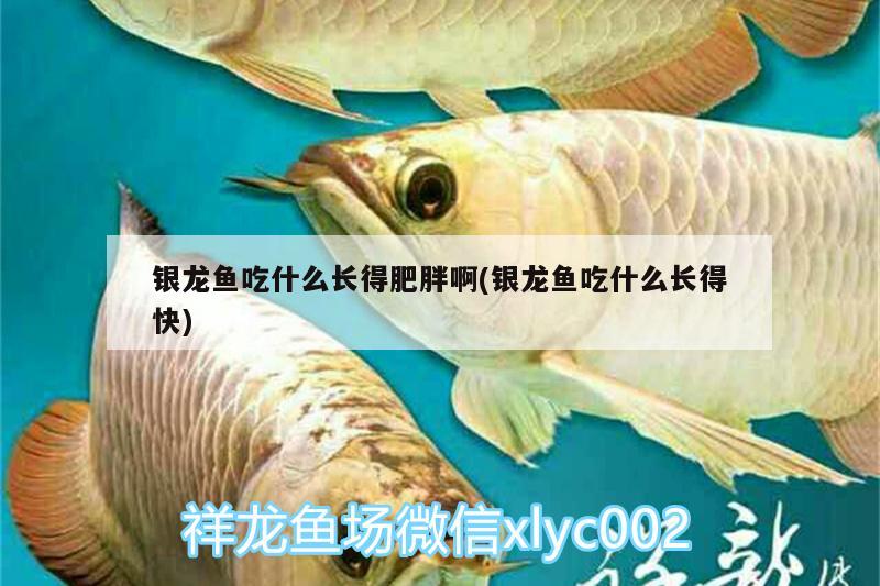 銀龍魚吃什么長(zhǎng)得肥胖啊(銀龍魚吃什么長(zhǎng)得快)