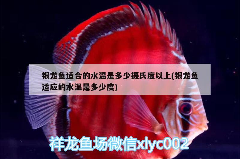 銀龍魚適合的水溫是多少攝氏度以上(銀龍魚適應(yīng)的水溫是多少度) 銀龍魚百科