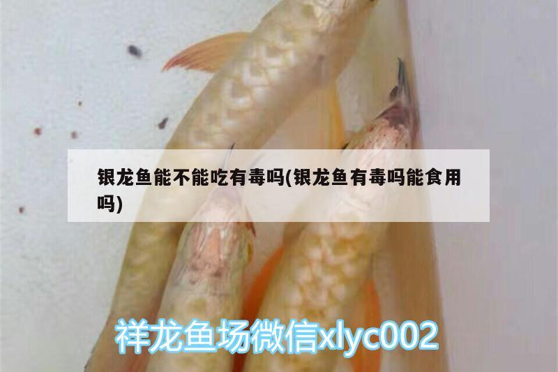 銀龍魚能不能吃有毒嗎(銀龍魚有毒嗎能食用嗎)