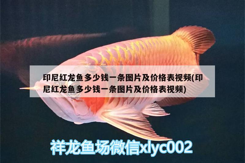 印尼紅龍魚(yú)多少錢(qián)一條圖片及價(jià)格表視頻(印尼紅龍魚(yú)多少錢(qián)一條圖片及價(jià)格表視頻) 印尼紅龍魚(yú)