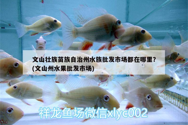 文山壯族苗族自治州水族批發(fā)市場(chǎng)都在哪里？(文山州水果批發(fā)市場(chǎng)) 觀賞魚(yú)水族批發(fā)市場(chǎng)