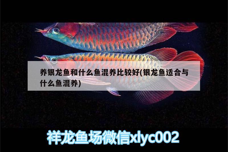 養(yǎng)銀龍魚和什么魚混養(yǎng)比較好(銀龍魚適合與什么魚混養(yǎng))