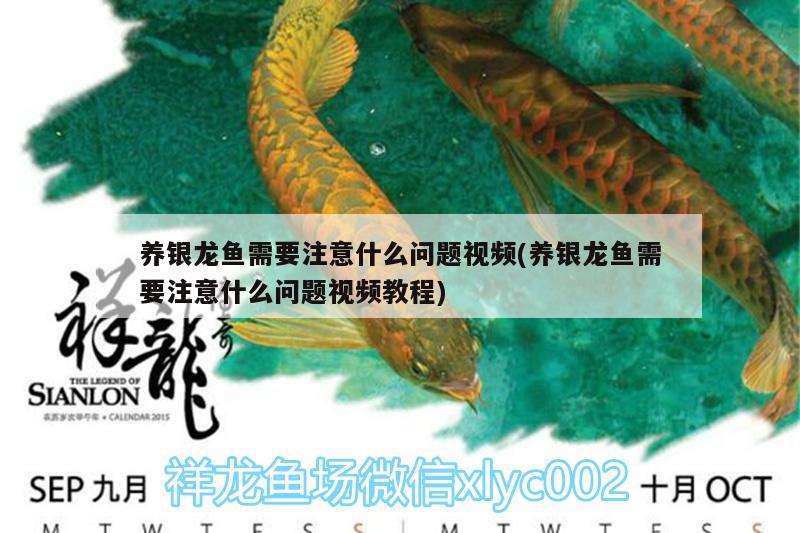 養(yǎng)銀龍魚需要注意什么問題視頻(養(yǎng)銀龍魚需要注意什么問題視頻教程) 銀龍魚