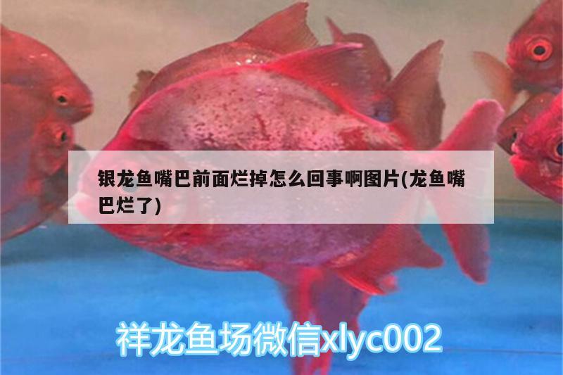 銀龍魚嘴巴前面爛掉怎么回事啊圖片(龍魚嘴巴爛了)