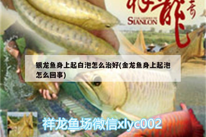 銀龍魚身上起白泡怎么治好(金龍魚身上起泡怎么回事) 銀龍魚