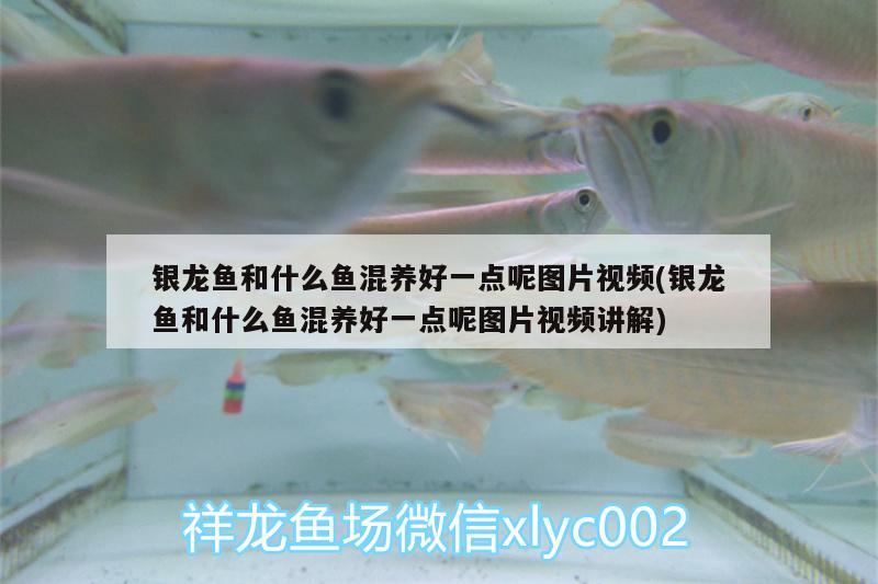 銀龍魚和什么魚混養(yǎng)好一點呢圖片視頻(銀龍魚和什么魚混養(yǎng)好一點呢圖片視頻講解)