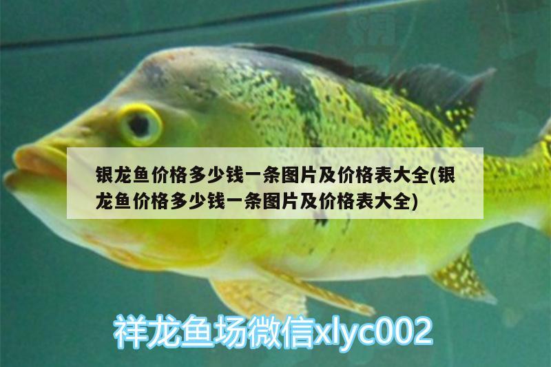 銀龍魚價格多少錢一條圖片及價格表大全(銀龍魚價格多少錢一條圖片及價格表大全) 銀龍魚