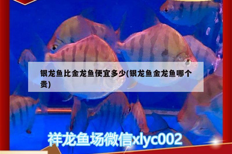 銀龍魚比金龍魚便宜多少(銀龍魚金龍魚哪個(gè)貴)