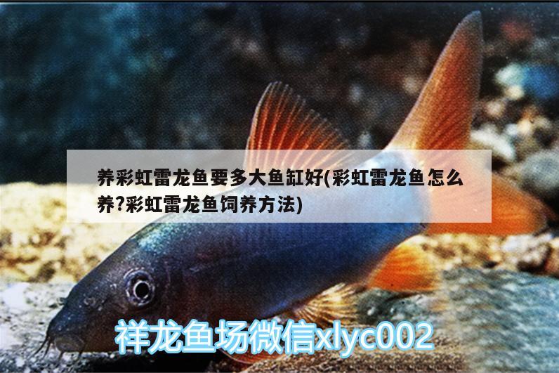 養(yǎng)彩虹雷龍魚要多大魚缸好(彩虹雷龍魚怎么養(yǎng)?彩虹雷龍魚飼養(yǎng)方法) 南美異型魚