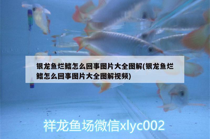 銀龍魚爛鰭怎么回事圖片大全圖解(銀龍魚爛鰭怎么回事圖片大全圖解視頻) 銀龍魚百科