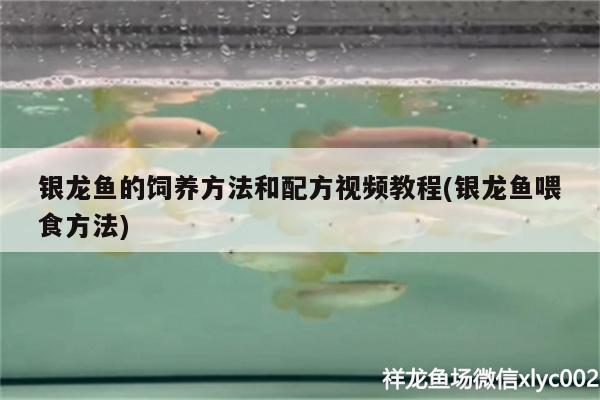 銀龍魚的飼養(yǎng)方法和配方視頻教程(銀龍魚喂食方法)