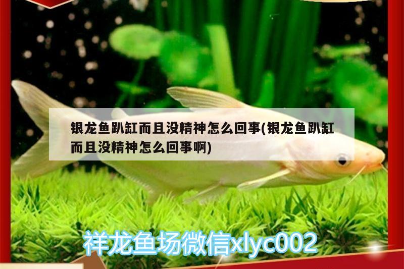 銀龍魚(yú)趴缸而且沒(méi)精神怎么回事(銀龍魚(yú)趴缸而且沒(méi)精神怎么回事啊) 銀龍魚(yú)