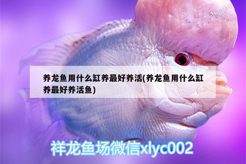 養(yǎng)龍魚用什么缸養(yǎng)最好養(yǎng)活(養(yǎng)龍魚用什么缸養(yǎng)最好養(yǎng)活魚) 除藻劑