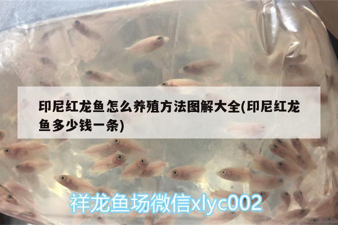 印尼紅龍魚怎么養(yǎng)殖方法圖解大全(印尼紅龍魚多少錢一條) 紅龍魚百科