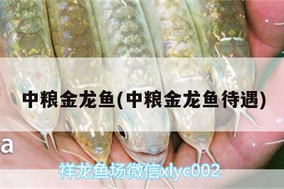 中糧金龍魚(中糧金龍魚待遇)