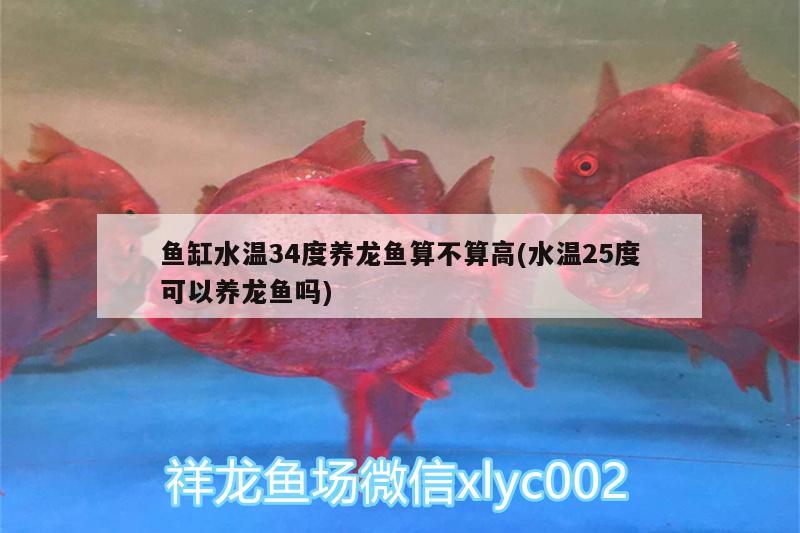 魚缸水溫34度養(yǎng)龍魚算不算高(水溫25度可以養(yǎng)龍魚嗎) 埃及神仙魚