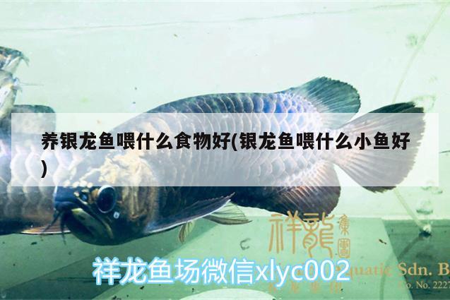 養(yǎng)銀龍魚(yú)喂什么食物好(銀龍魚(yú)喂什么小魚(yú)好)