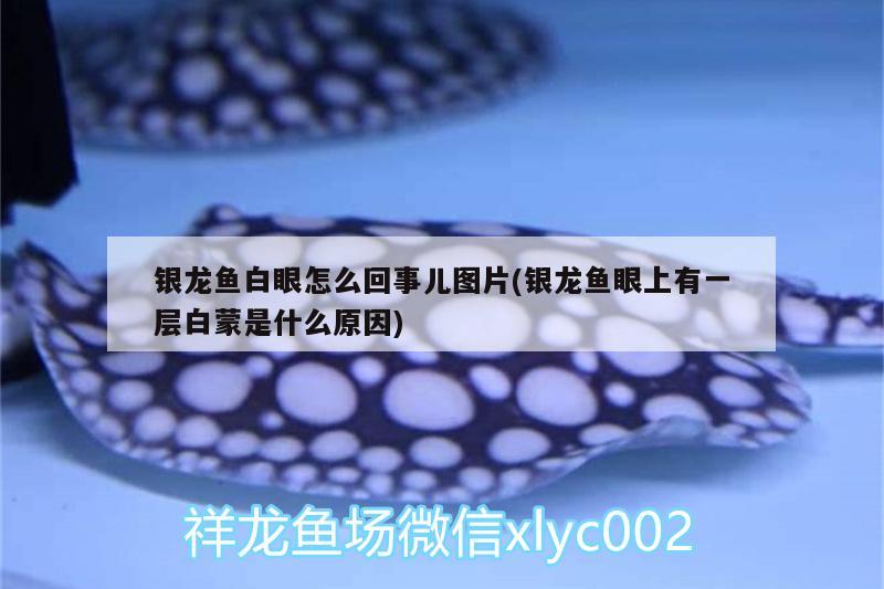 銀龍魚(yú)白眼怎么回事兒圖片(銀龍魚(yú)眼上有一層白蒙是什么原因) 銀龍魚(yú)