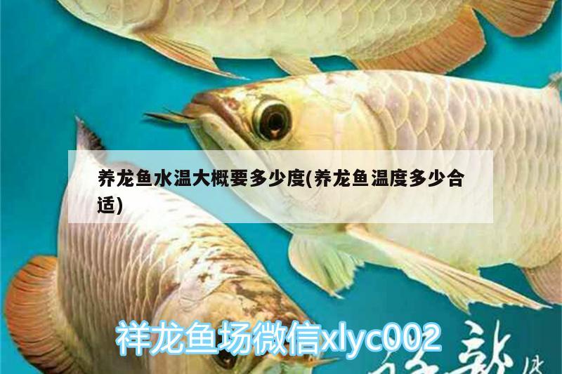 養(yǎng)龍魚水溫大概要多少度(養(yǎng)龍魚溫度多少合適) 白子銀版魚苗