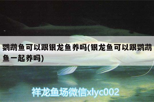 鸚鵡魚可以跟銀龍魚養(yǎng)嗎(銀龍魚可以跟鸚鵡魚一起養(yǎng)嗎)