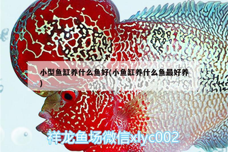 小型魚缸養(yǎng)什么魚好(小魚缸養(yǎng)什么魚最好養(yǎng)) 雙線側魚