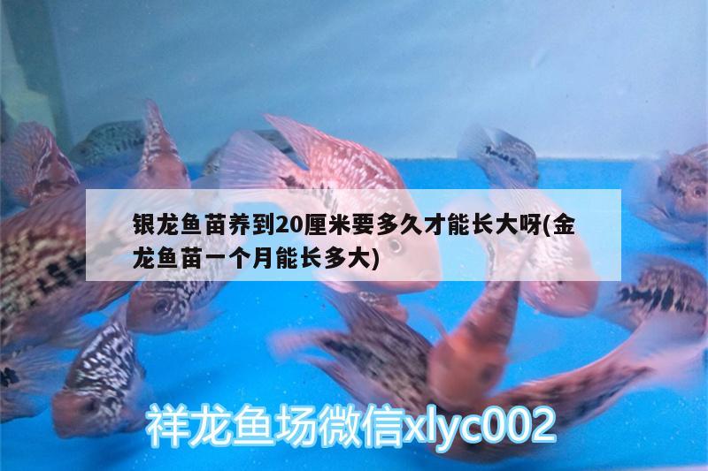 銀龍魚苗養(yǎng)到20厘米要多久才能長大呀(金龍魚苗一個月能長多大) 銀龍魚