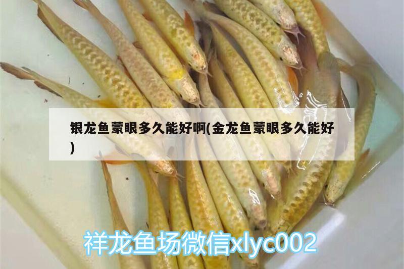 銀龍魚蒙眼多久能好啊(金龍魚蒙眼多久能好) 銀龍魚百科