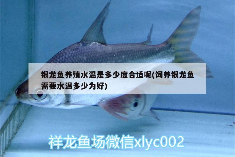 銀龍魚養(yǎng)殖水溫是多少度合適呢(飼養(yǎng)銀龍魚需要水溫多少為好) 銀龍魚百科