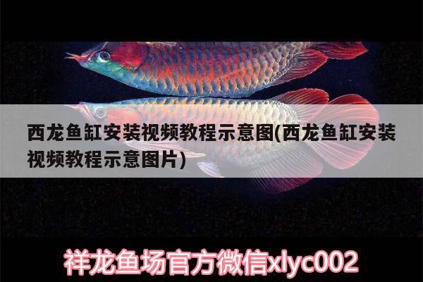 西龍魚缸安裝視頻教程示意圖(西龍魚缸安裝視頻教程示意圖片) 觀賞魚百科