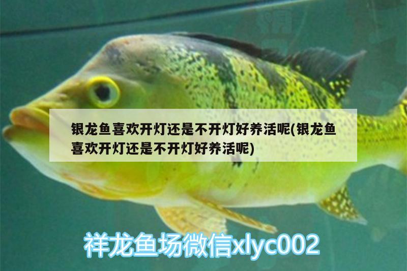 銀龍魚喜歡開燈還是不開燈好養(yǎng)活呢(銀龍魚喜歡開燈還是不開燈好養(yǎng)活呢) 銀龍魚