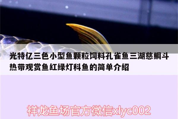 光特億三色小型魚顆粒飼料孔雀魚三湖慈鯛斗熱帶觀賞魚紅綠燈科魚的簡單介紹