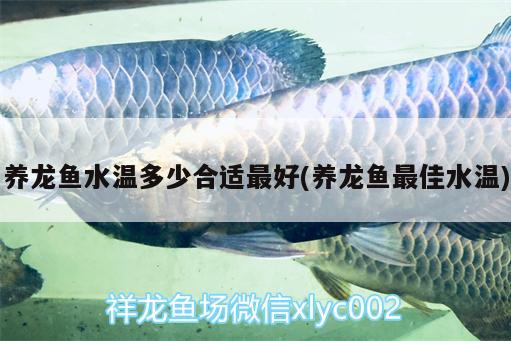 養(yǎng)龍魚水溫多少合適最好(養(yǎng)龍魚最佳水溫) 白子銀版魚